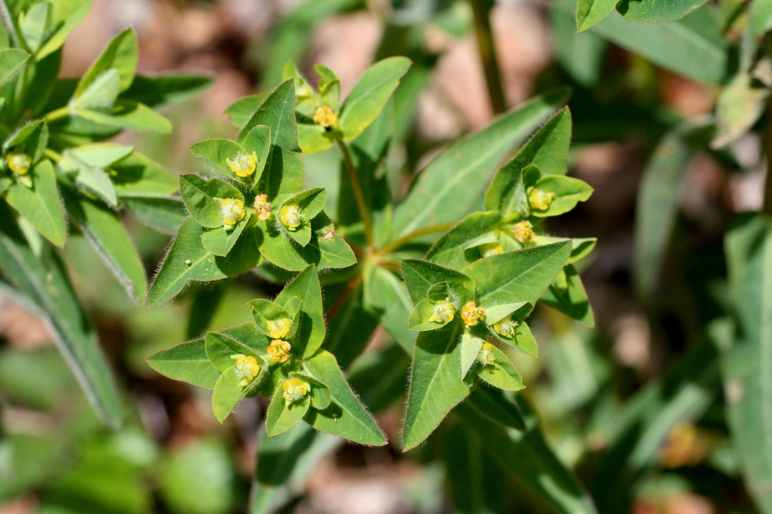Euphorbia hirsuta / Euforbia pubescente